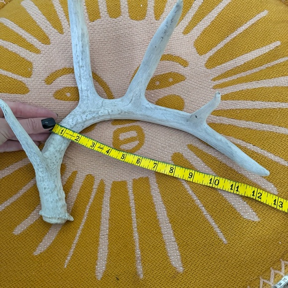 Small Decorative Antler - Picture 4 of 7